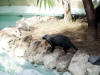 Xcaret-002.jpg (321659 bytes)