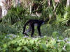 Xcaret-004.jpg (430724 bytes)