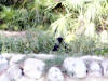 Xcaret-005.jpg (261505 bytes)