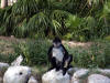 Xcaret-006.jpg (447503 bytes)