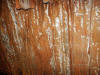 Jasper-2006-017.jpg (54287 bytes)